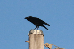 Corvus orru