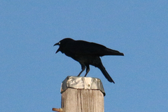 Corvus orru