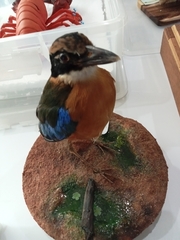 Pittidae