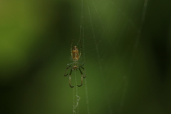 Leucauge decorata
