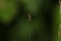 Leucauge decorata