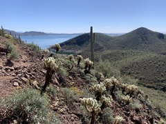 Cylindropuntia bigelovii