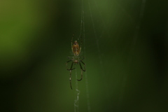 Leucauge decorata