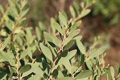 Acacia longifolia