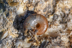 Aegopinella nitidula