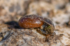 Aegopinella nitidula