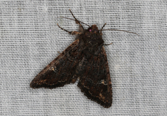 Neumichtis spumigera