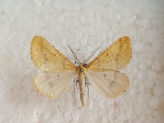 Aspitates ochrearia