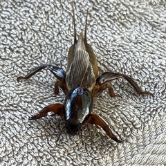 Gryllotalpa australis