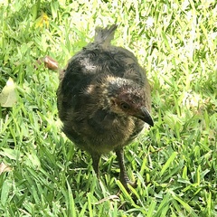 Alectura lathami lathami