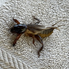 Gryllotalpa australis