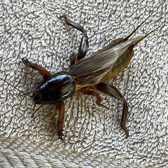 Gryllotalpa australis