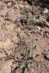 Eulobus californicus