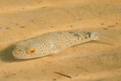 Tetractenos hamiltoni