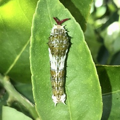 Papilio aegeus aegeus