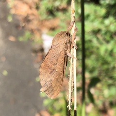 Elhamma australasiae