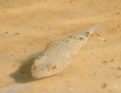 Tetractenos hamiltoni