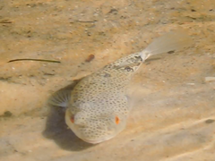 Tetractenos hamiltoni