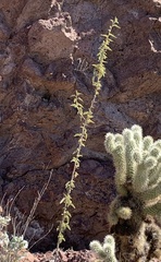 Horsfordia newberryi