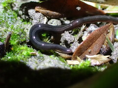 Kontikia ventrolineata