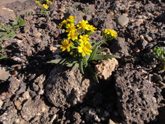 Senecio leucanthemifolius image