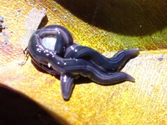 Kontikia ventrolineata