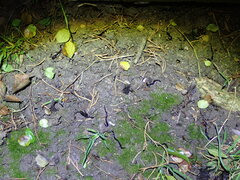 Kontikia ventrolineata