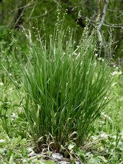Melica picta