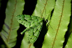 Tatosoma lestevata