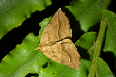 Ischalis variabilis
