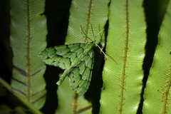 Tatosoma lestevata