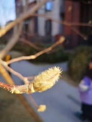 Rhododendron mucronulatum