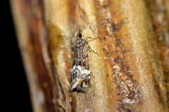 Scoparia minusculalis