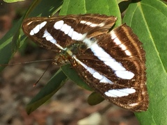 Athyma nefte subrata