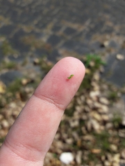 Nepticuloidea