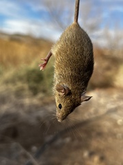 Peromyscus eremicus
