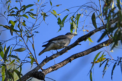 Edolisoma tenuirostre
