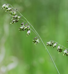 Melica picta