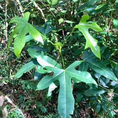 Brachychiton