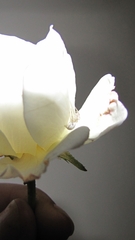 Thomisus citrinellus