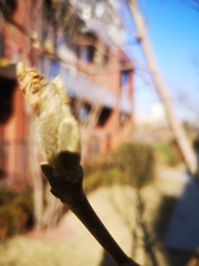 Rhododendron mucronulatum