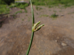 Cyperus laevigatus