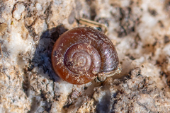 Aegopinella nitidula