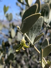 Simmondsia chinensis
