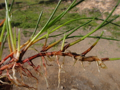 Cyperus laevigatus