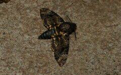 Acherontia