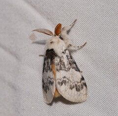 Iropoca rotundata