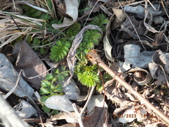 Agrimonia parviflora