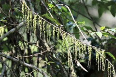 Stachyurus himalaicus