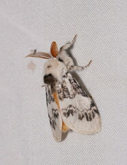 Iropoca rotundata